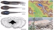 A description of the tadpole of the Critically Endangered Botsford’s leaf-litter frog (*Leptobrachella* *botsfordi*) with comments on the distribution and conservation status of the species. Zootaxa 4860: 293-300.