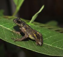 A new species of Bufoides Pillai and Yazdani 1973 (Amphibia: Bufonidae) from Mizoram (India) and the delimitation of the distribution range of *Bufoides* *meghalayanus* (Yazdani & Chanda 1971) to the Khasi hills, Meghalaya (India). Biodiversitas, 24: 4617-4627