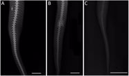 A novel approach to sexing *Lachesis* *stenophrys* (Serpentes: Viperidae) using radiography. Herpetological Review 53: 54-57.