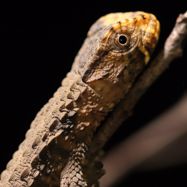 Age-Dependent Enclosure Use in Juvenile Chinese Crocodile Lizards, *Shinisaurus* *crocodilurus* *crocodilurus*. Journal of Zoological and Botanical Gardens 2: 406-415.