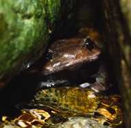 *Brachytarsophrys* *feae* (Kakhien Hills spadefoot toad): calling site. Herpetological Bulletin  117: 38-39 