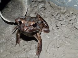 Captive observations of multiple clutching in *Leptodactylus* *fallax* Müller, 1926. Herpetological Bulletin 159: 25-28.