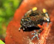 Notes on breeding and behaviour in the Anamalai Dot Frog *Ramanella* *anamalaiensis* Rao, 1937. Herpetology Notes, 8: 221-225.