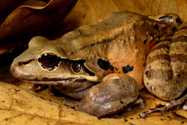 Two remarkable prey items for a chicken. *Letptodactylus* *fallax*  predation upon the therapsid spider (*Crytopholis* *femoralis*) and the colubrid snake (*Liophis* *juliae*). Tropical Zoology